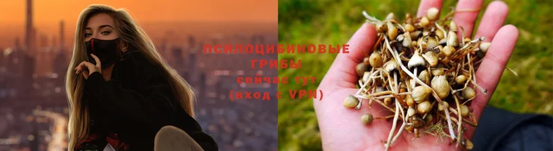 OMG сайт  где продают наркотики  Лабинск  Псилоцибиновые грибы Psilocybe 